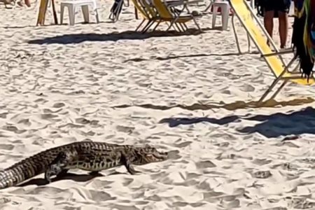 Imagem mostra jacaré atravessando faixa de areia de uma praia em Florianópolis - Metrópoles