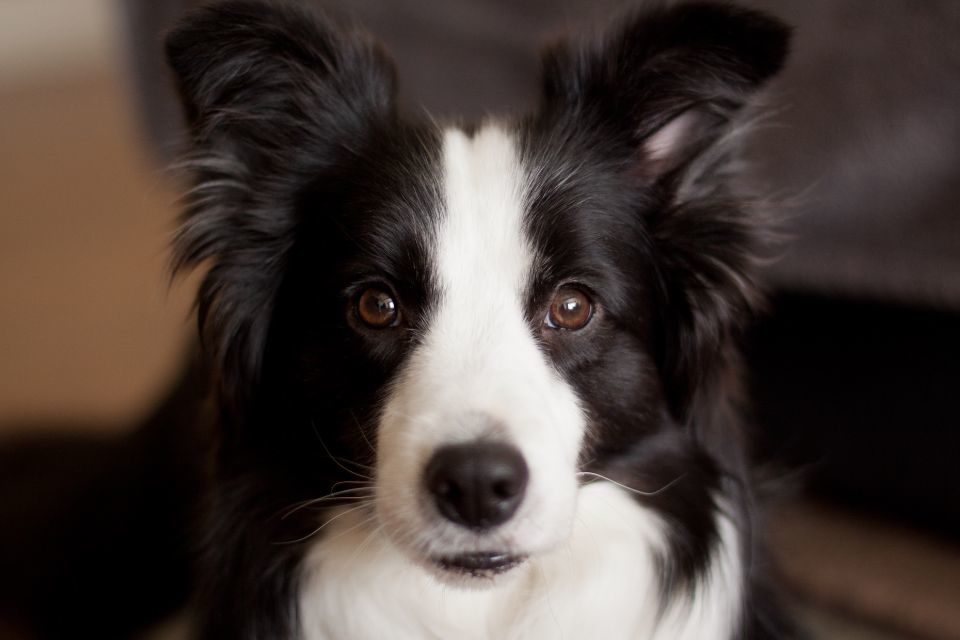 Border Collie