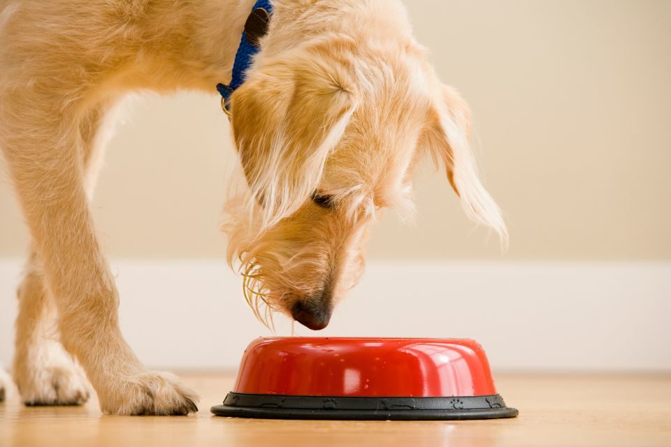 Na foto, um cachorro olhando para um pote de comida - Metrópoles