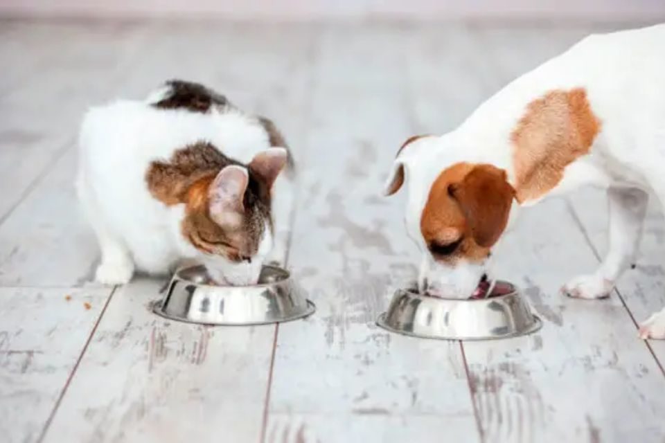 cachorro e gato comendo ração- metrópoles