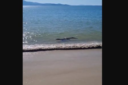 Imagem colorida mostra Jacaré no mar de Florianópolis - Metrópoles