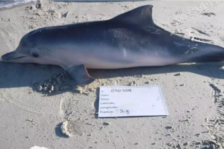 Imagem colorida: boto morto ao lado de placa em praia - Metrópoles