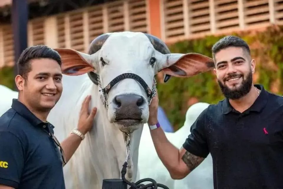 Foto colorida dos cantores Henrique e Juliano ao lado de nelore