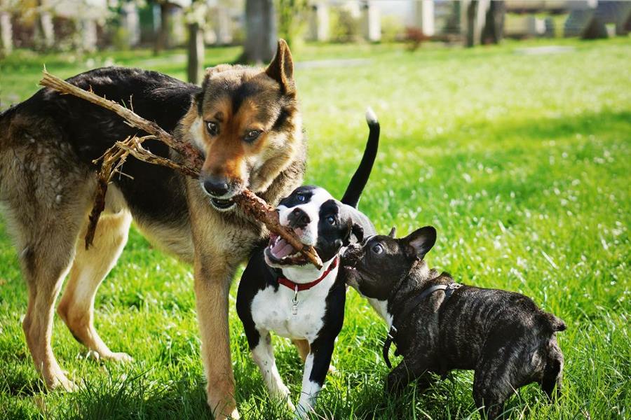 Cachorro no parque