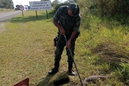 Policial captura jacaré em Araras