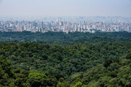 Foto colorida da Mata Atlântica ainda presente em São Paulo - Metrópoles