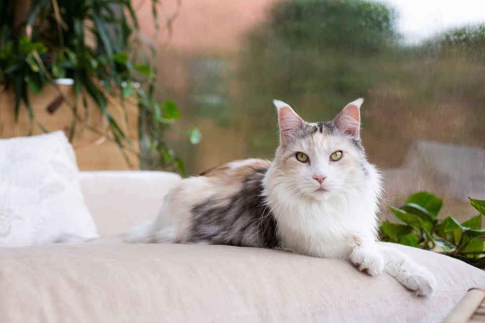 Maine coon