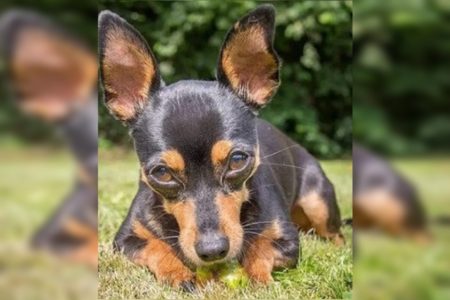 Foto colorida de Pinscher atacado por um rottweiler - Metrópoles