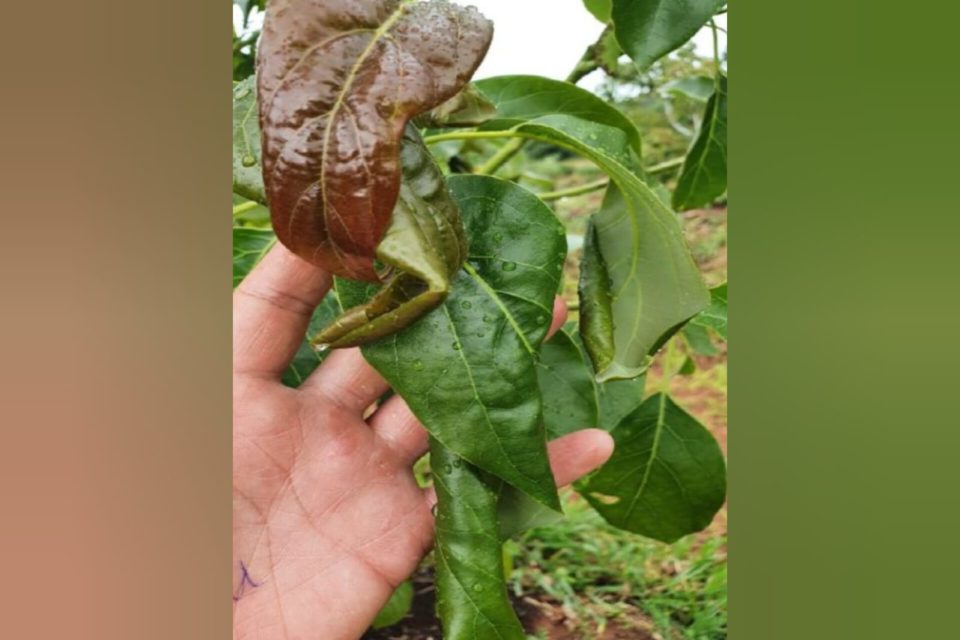 Raízen é processada por contaminar terra vizinha com agrotóxicos em SP