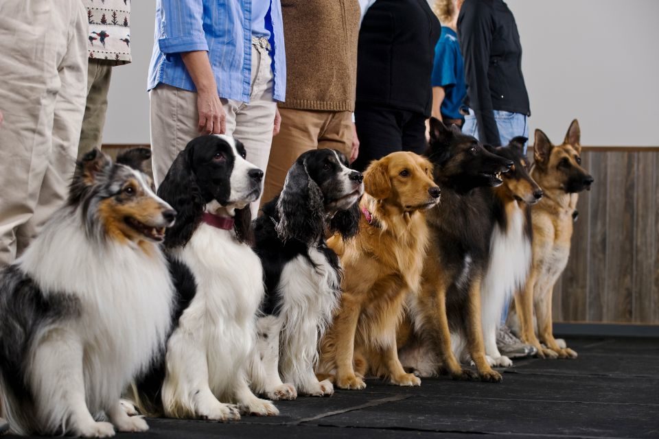 Estudo revela as sete raças de cães mais fáceis de adestrar