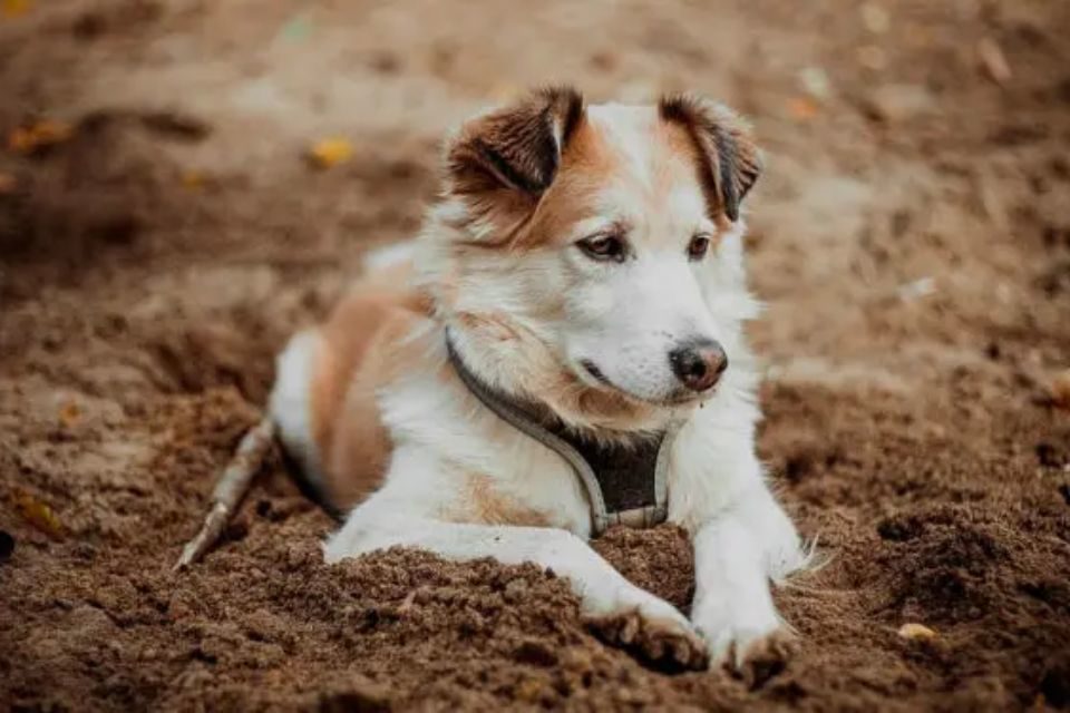 Cachorro deitado na terra isolado - Metrópoles