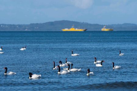 cisne de pescoço preto