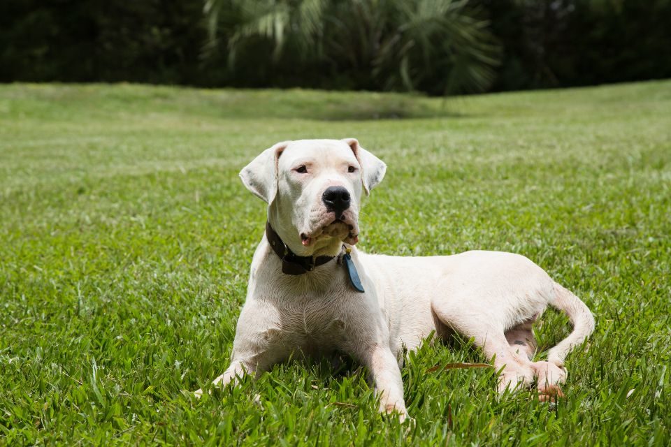 Dogo argentino