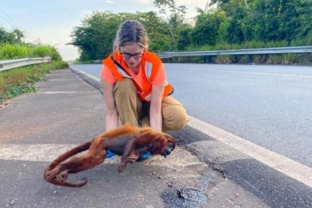 animais atropelados rodovia