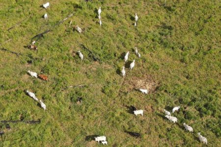 Foto colorida da operação do Ibama no Amazonas - Metrópoles