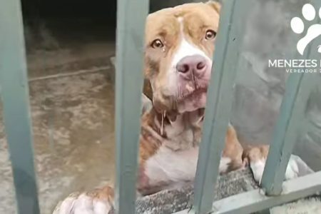 Pit-bulls feriram sete pessoas em Jaguariúna