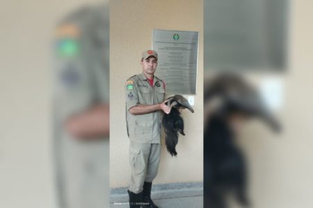 goias filhote tamandua resgatado