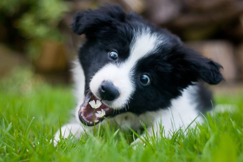 Cão comendo planta