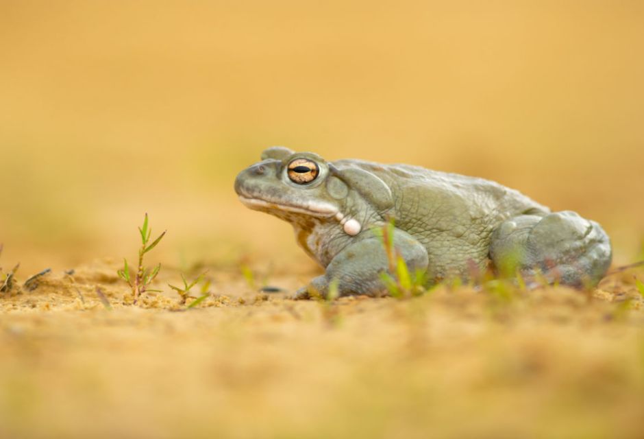 sapo verde