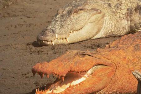 Imagem colorida de dois crocodilos, um de coloração laranja (baixo) e outro com coloração típica (cima) - Metrópoles