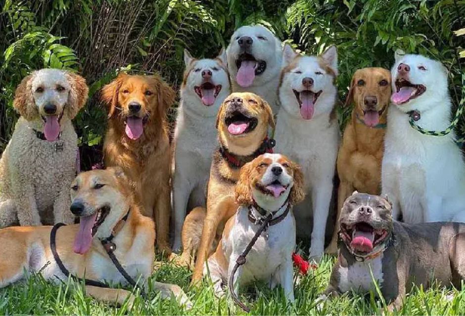 Varios cachorros pousando apara uma foto