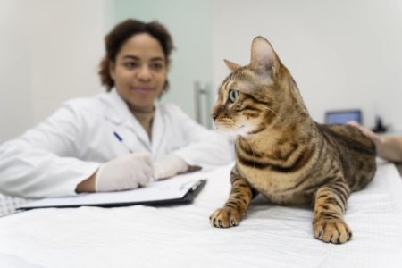 Gato no veterinário