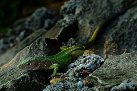 lagarto-nova-guiné-metropoles