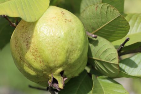 Goiaba fruta tropical