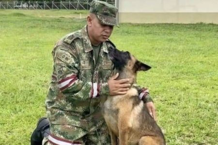 Cão que ajudou no resgate de crianças após acidente aéreo segue desaparecido - Metrópoles