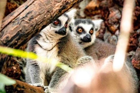 Lêmures Zoo Brasília