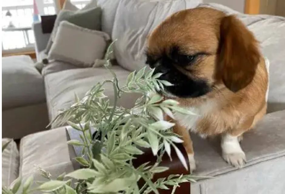 cachorrinho cheirando flores em cima do sofá - Metrópoles