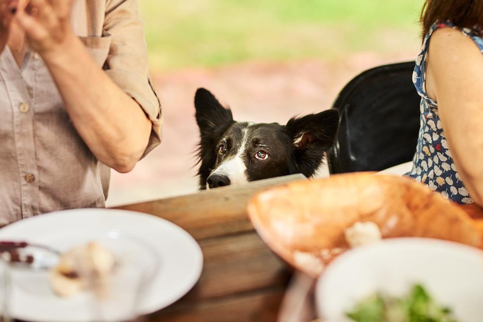 Cachorro no churrasco