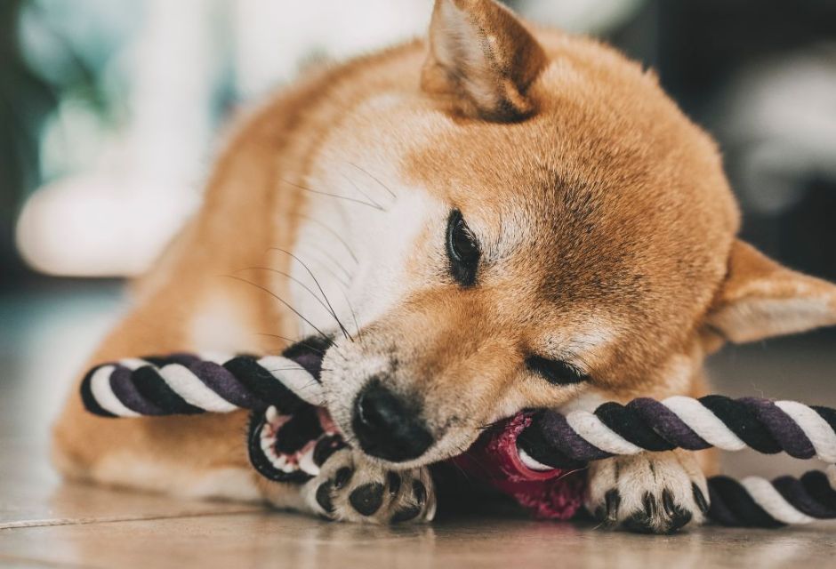 Cachorro mordendo uma corda - Metrópoles