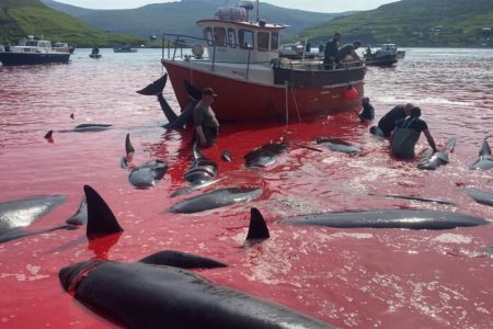 Imagem mostra baleias mortas em caçada mar fica vermelho com sangue - Metrópoles