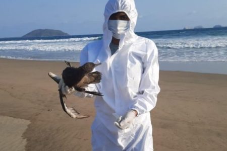 Foto colorida de ave morta na costa do México causada pelo El Niño - Metrópoles