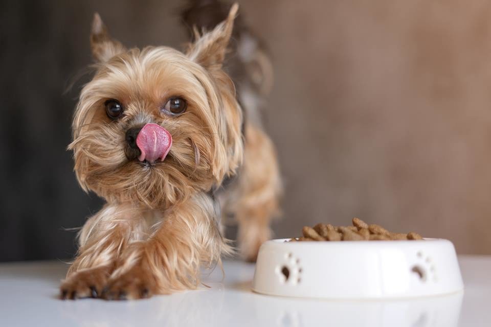 Cachorro filhote da raça yorkshire com pelos marrons e cinza na parte de trás com a língua de fora olhando para uma tigela de ração - Metrópoles