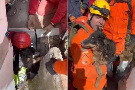 Foto colorida do momento em que cadela é resgatada no RS - Metrópoles