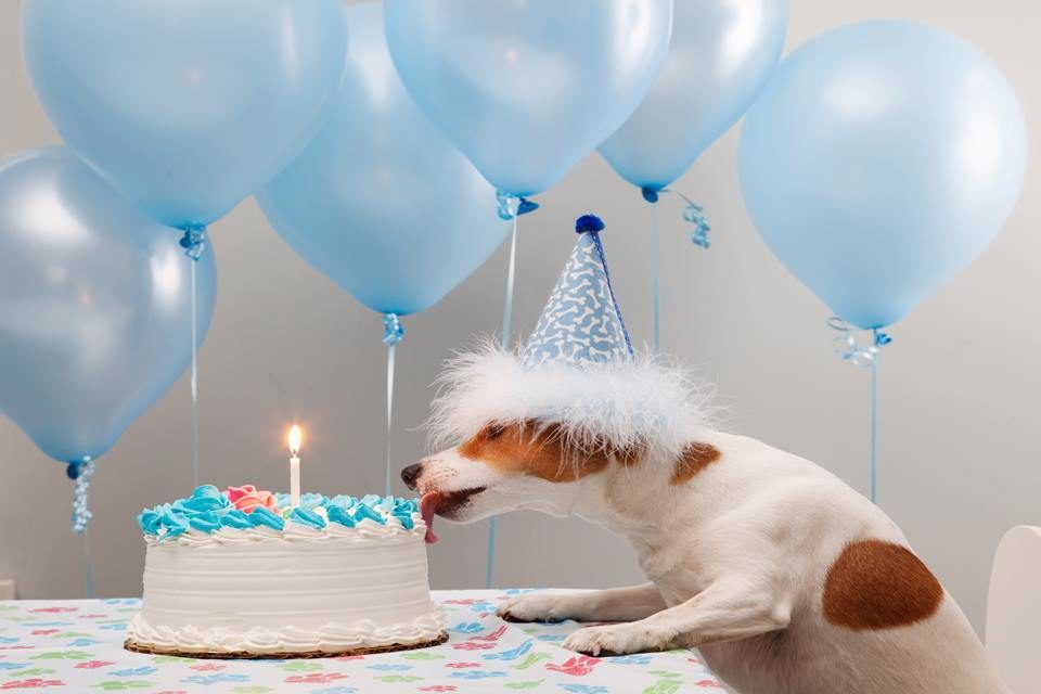 Menino tem aniversário arruinado pela própria cadela