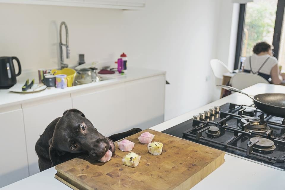 Cão comendo