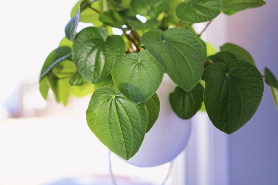 Foto colorida da planta kava kava dentro de um recipiente - Metrópoles