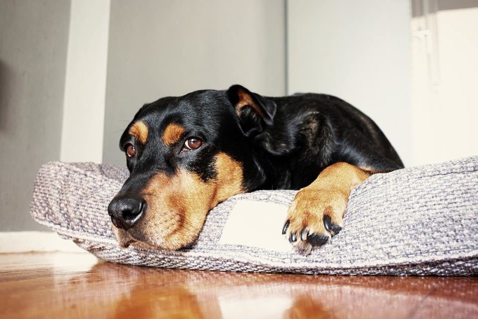 Cachorro cansado