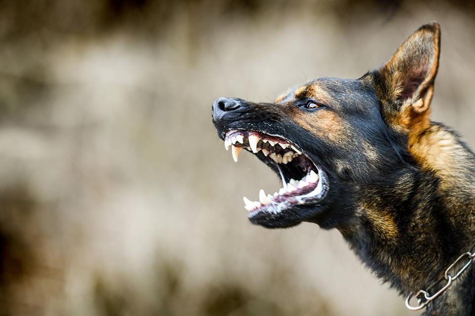 Cão agressivo