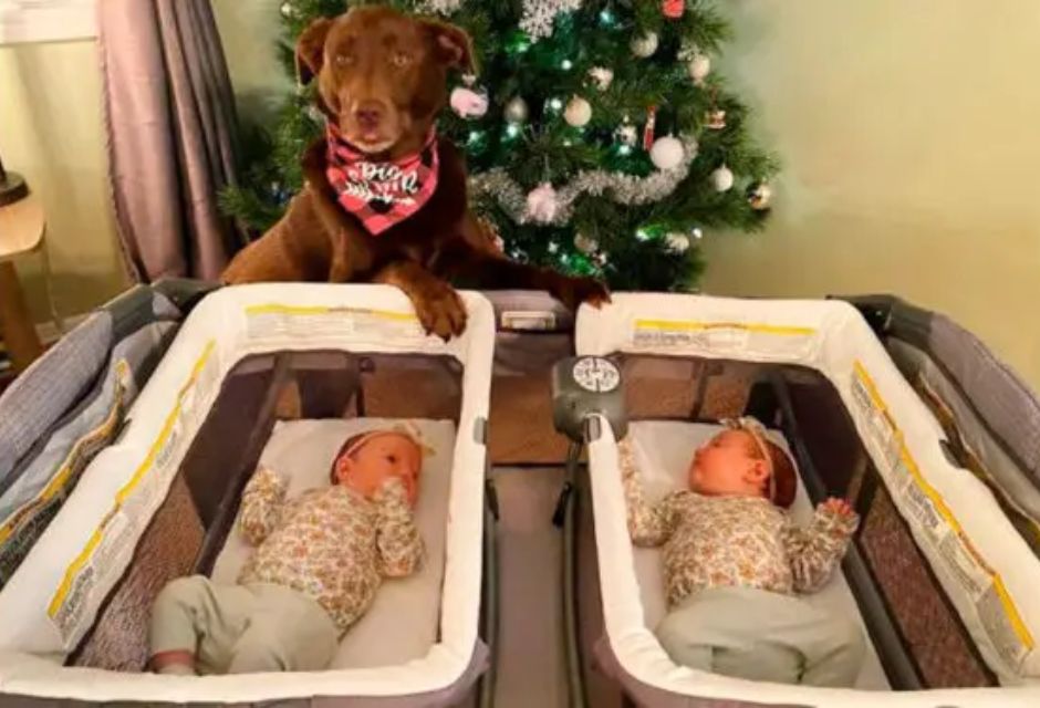 Cachorra que cuida de duas bebes gêmeas - Metrópoles