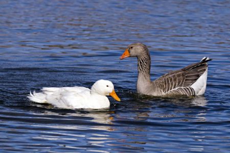 Foto colorida de pato doméstico. Suspeita de gripe aviária - Metrópoles