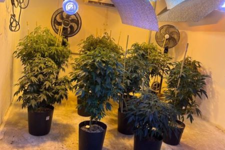 Plantação de maconha transgênica em Itu (SP)