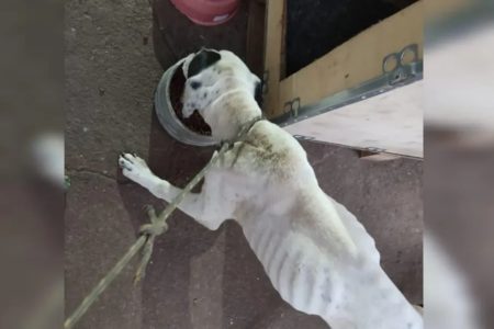 goias cachorro maus tratos dono preso