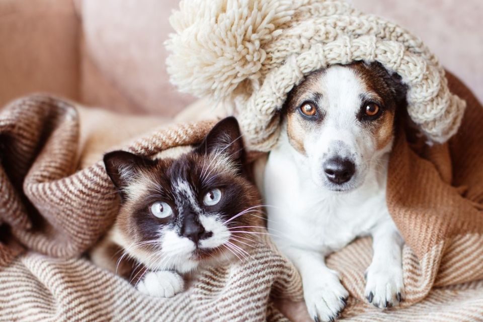 Gato e cachorro cobertos no frio - Metrópoles