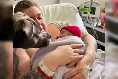 Mulher com autismo consegue que seu cão de companhia acompanhe seu parto Belle, uma Staffordshire Bull Terrier de 2 anos, é usada também no cuidado do bebê, o pequeno Olly