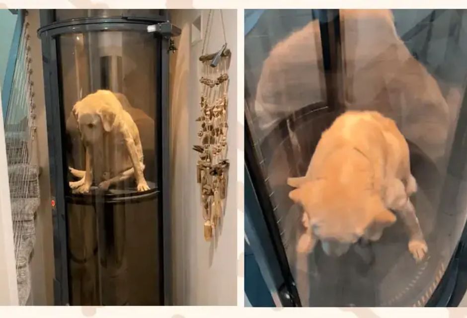 Cachorro em um elevador programado para adeficiencia dele