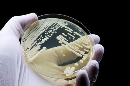 Apesar de tratáveis, infecções por Candida ainda tem alta mortalidade no Brasil
